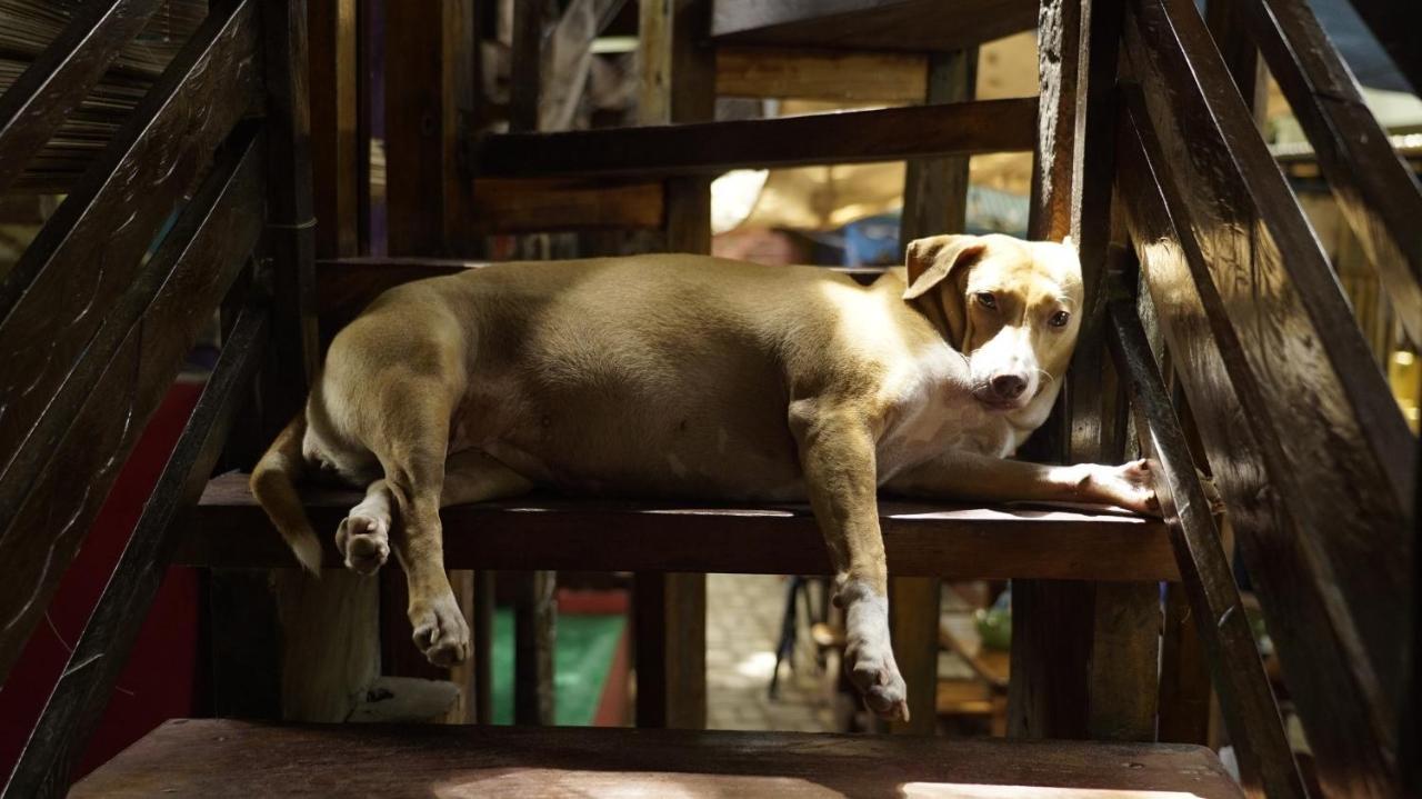 Lazy Dog Bed & Breakfast Balabag  Экстерьер фото